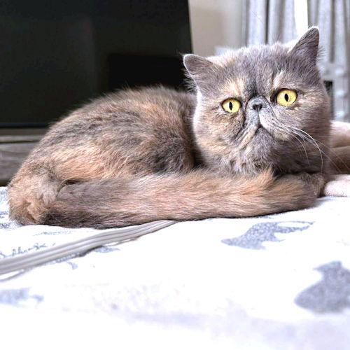 Enlarge Moonpie, a Adopted Persian in Rutherfordton, NC image 2/2