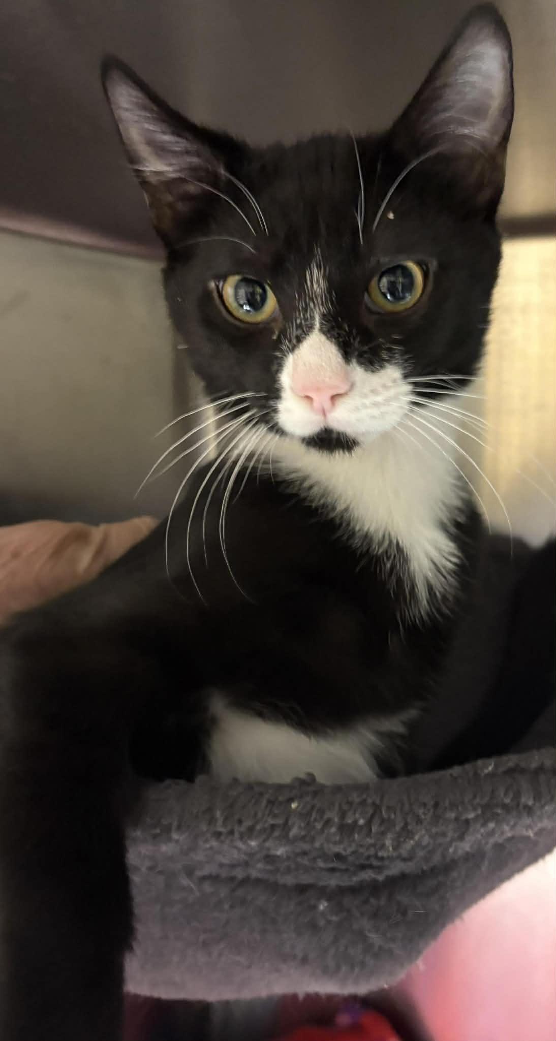 Enlarge Bistro, a Adopted Domestic Short Hair in Dalzell, IL image 1/2