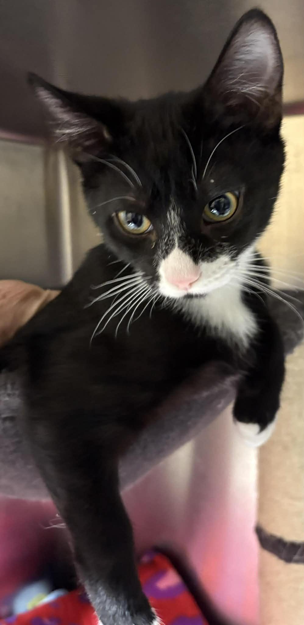 Enlarge Bistro, a Adopted Domestic Short Hair in Dalzell, IL image 2/2