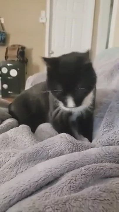 Enlarge Benny, a Adopted Domestic Short Hair in Lexington, NC video 2/3