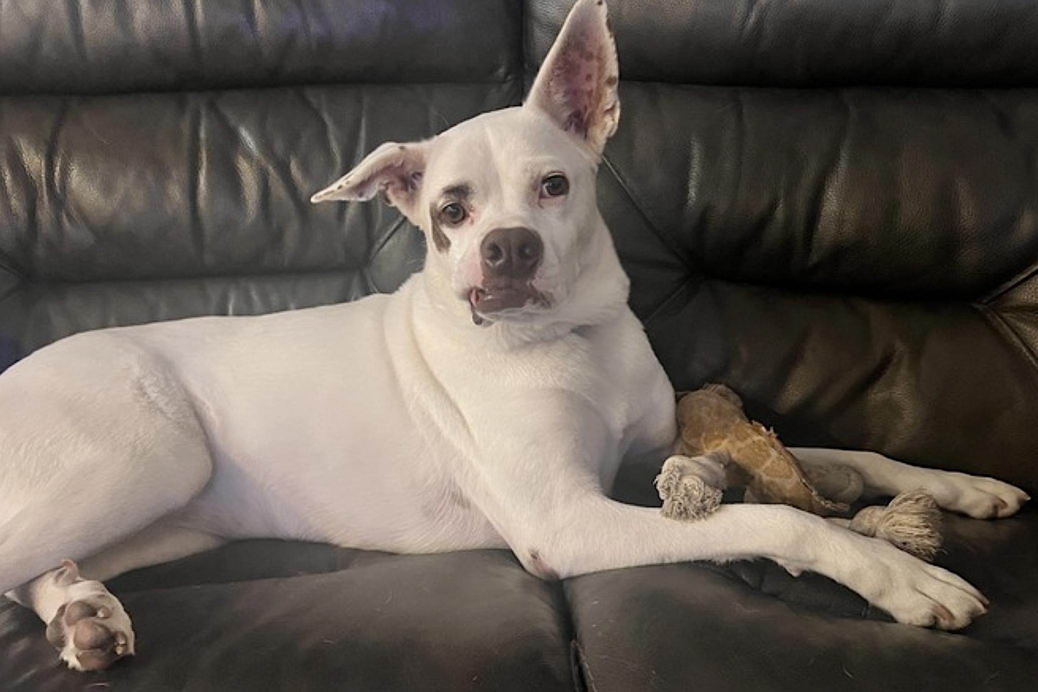 Enlarge Boots, a Adoptable mixed breed in Las Vegas, NV image 4/6