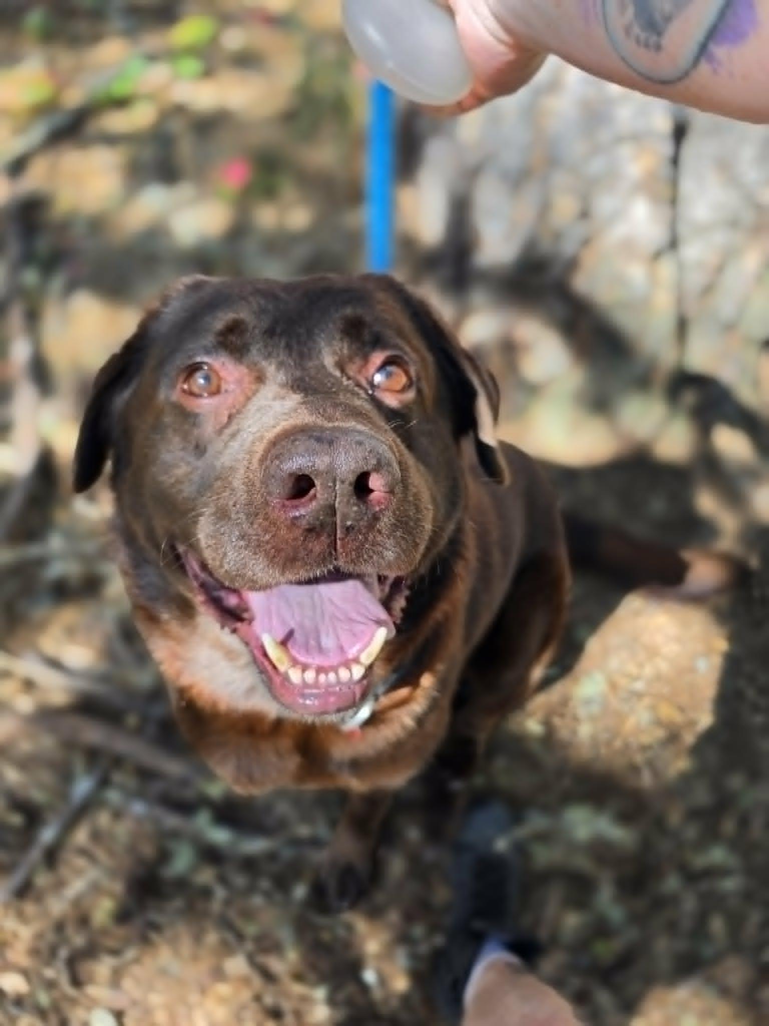Coco, a ADOPTABLE Chocolate Labrador Retriever in Grants Pass, OR image 2/6