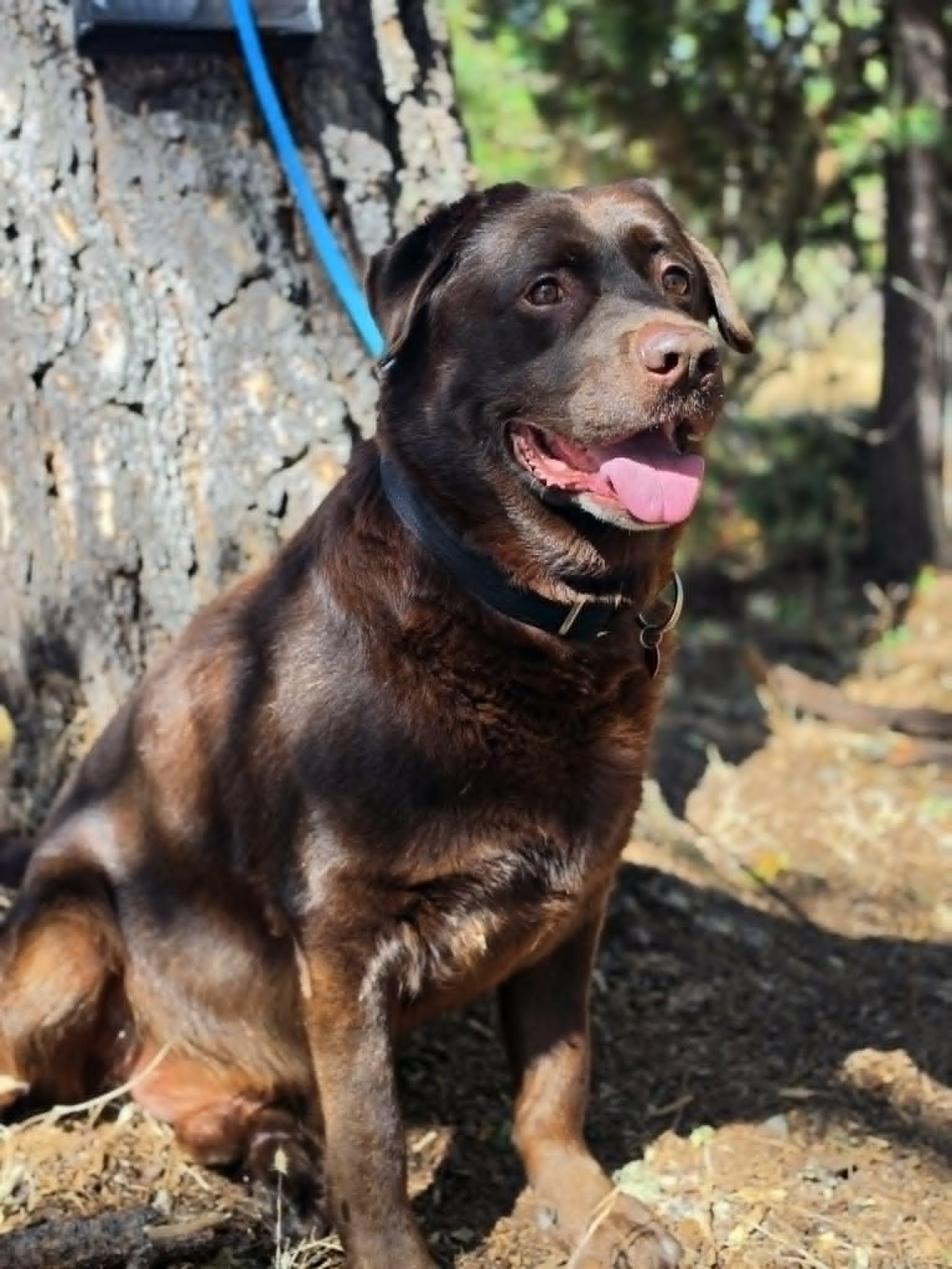 Coco, a ADOPTABLE Chocolate Labrador Retriever in Grants Pass, OR image 3/6