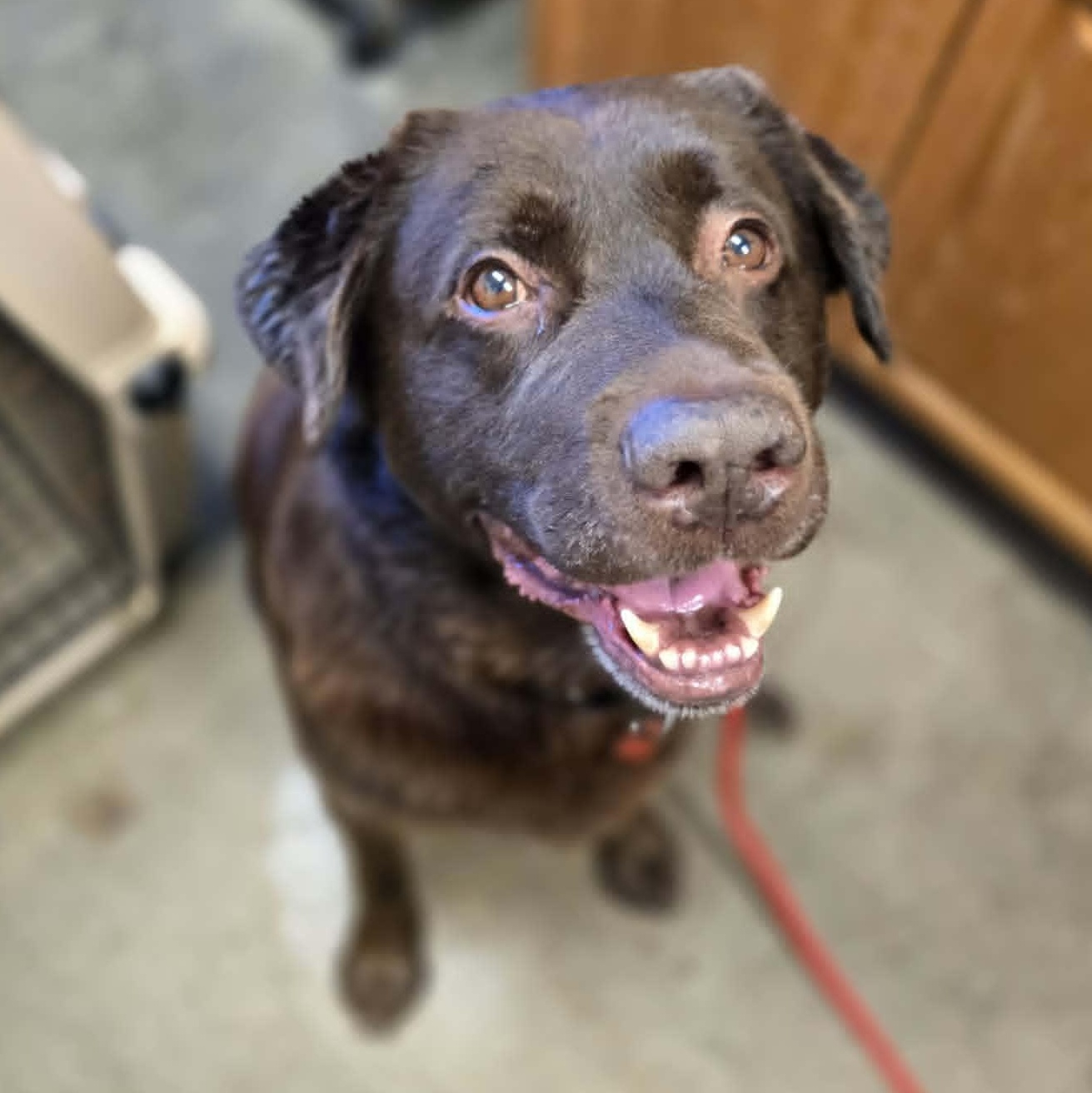 Coco, a ADOPTABLE Chocolate Labrador Retriever in Grants Pass, OR image 5/6