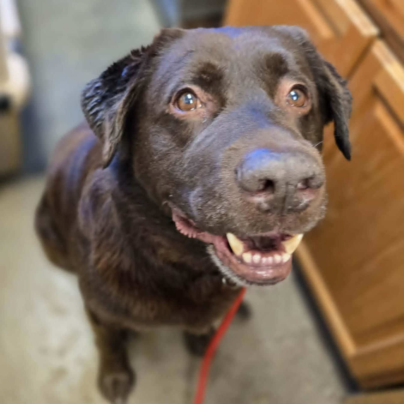 Coco, a ADOPTABLE Chocolate Labrador Retriever in Grants Pass, OR image 4/6