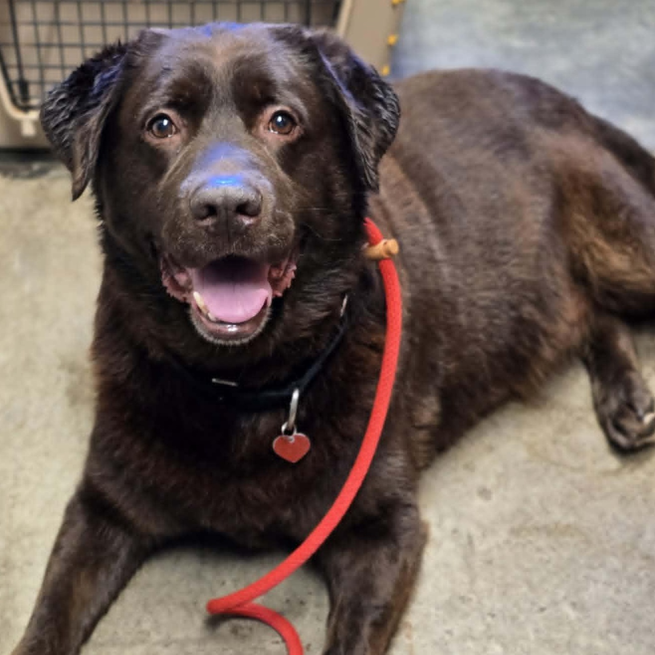 Coco, ADOPTABLE, Senior Male Chocolate Labrador Retriever.