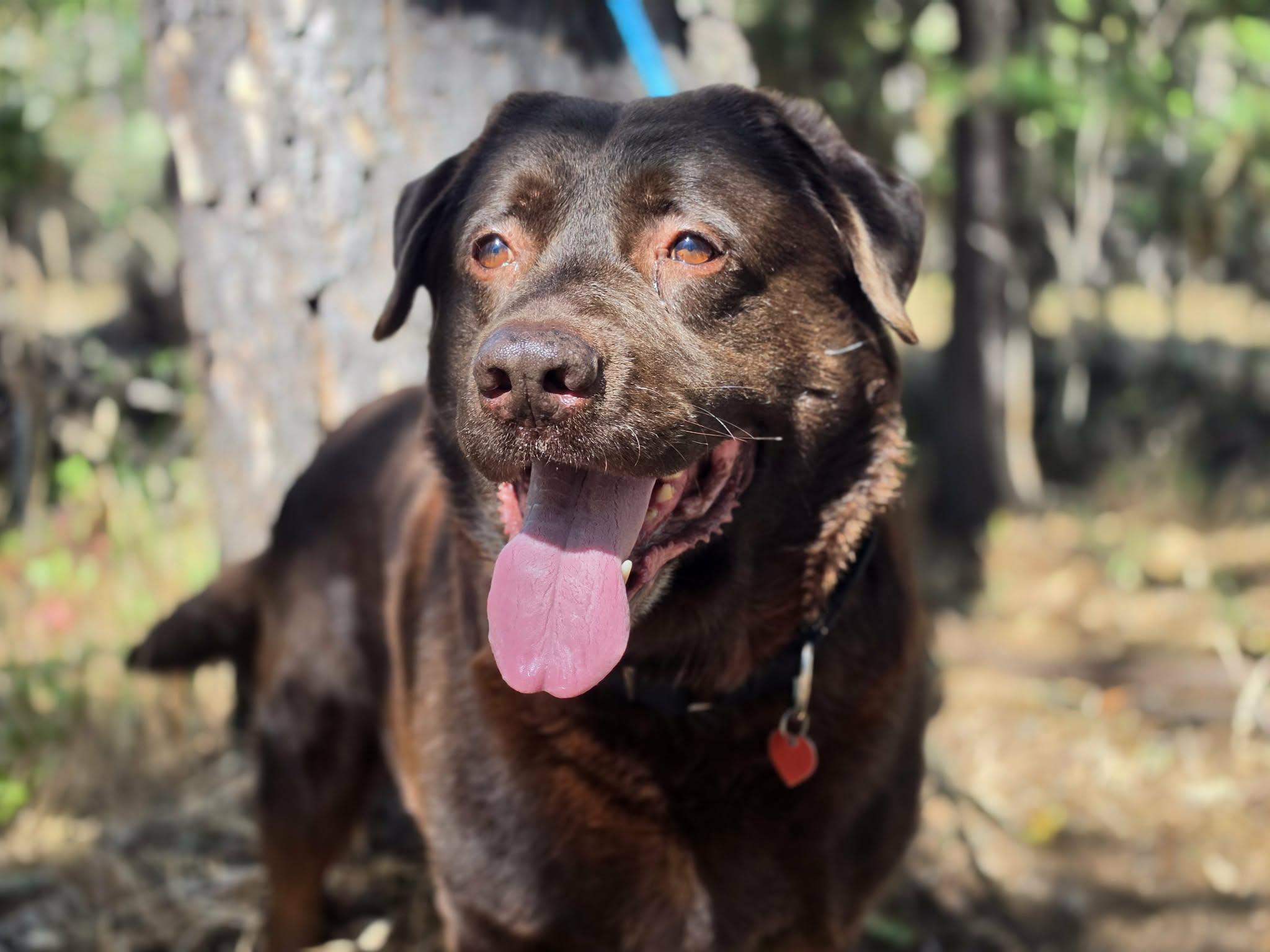 Coco, a ADOPTABLE Chocolate Labrador Retriever in Grants Pass, OR image 6/6