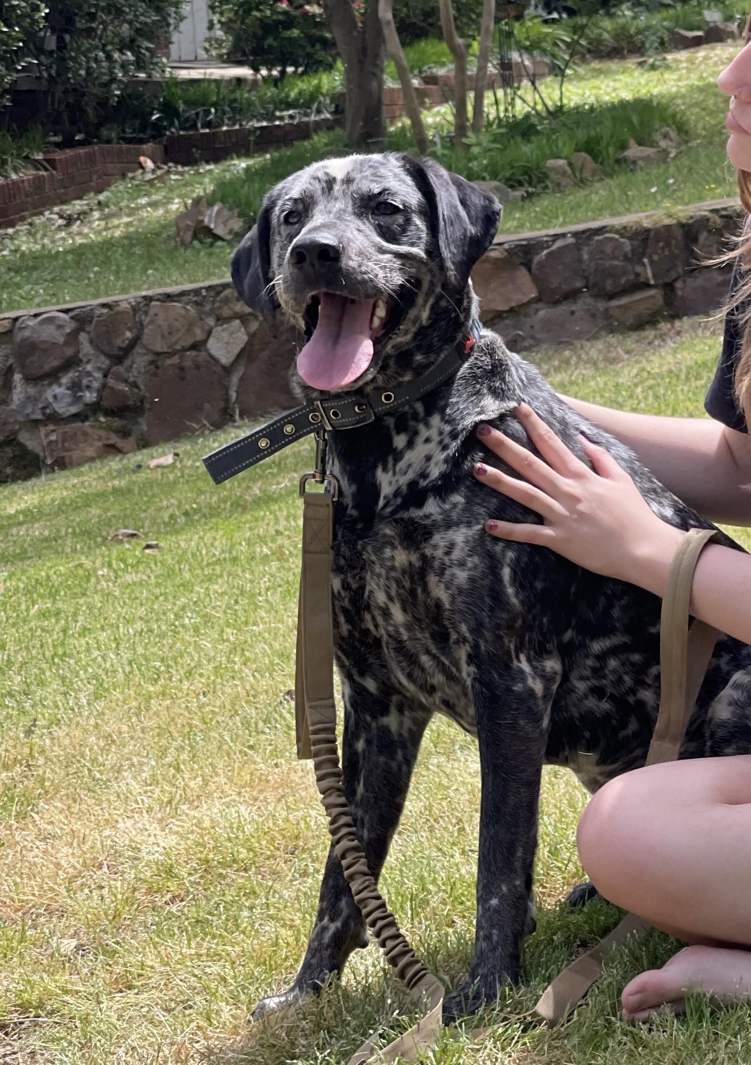Courtesy Listing - Bonnie, ADOPTABLE, Adult Female German Shorthaired Pointer.