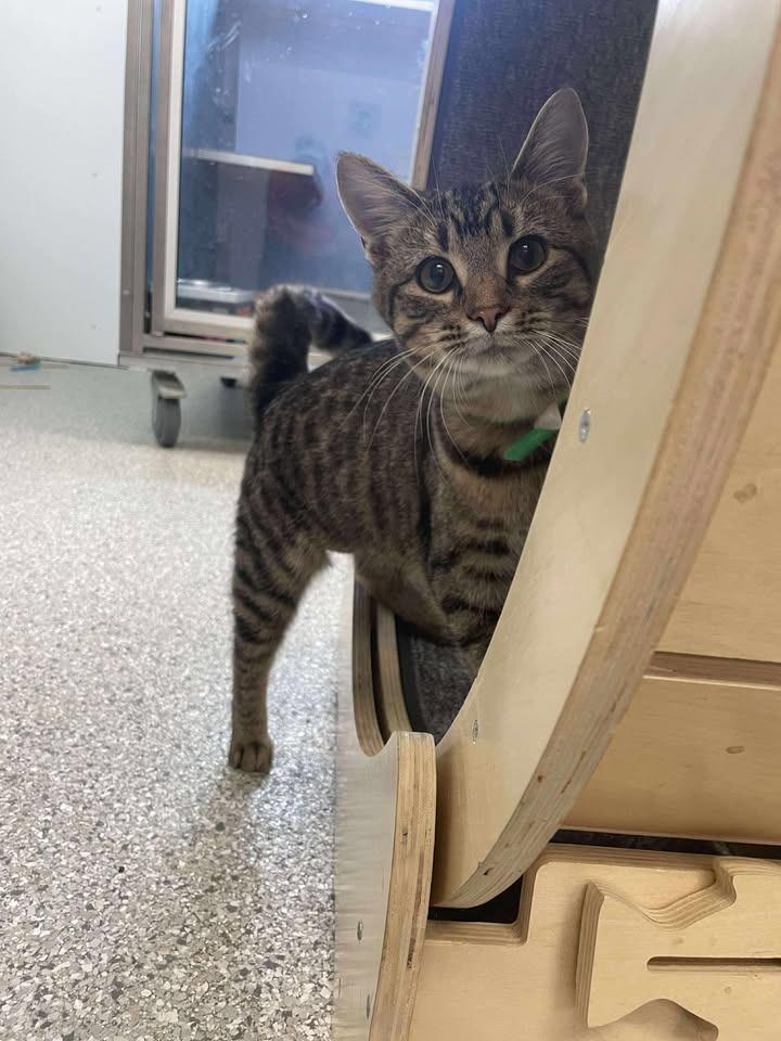 Carmalita, Adoptable, Young Female Domestic Short Hair.