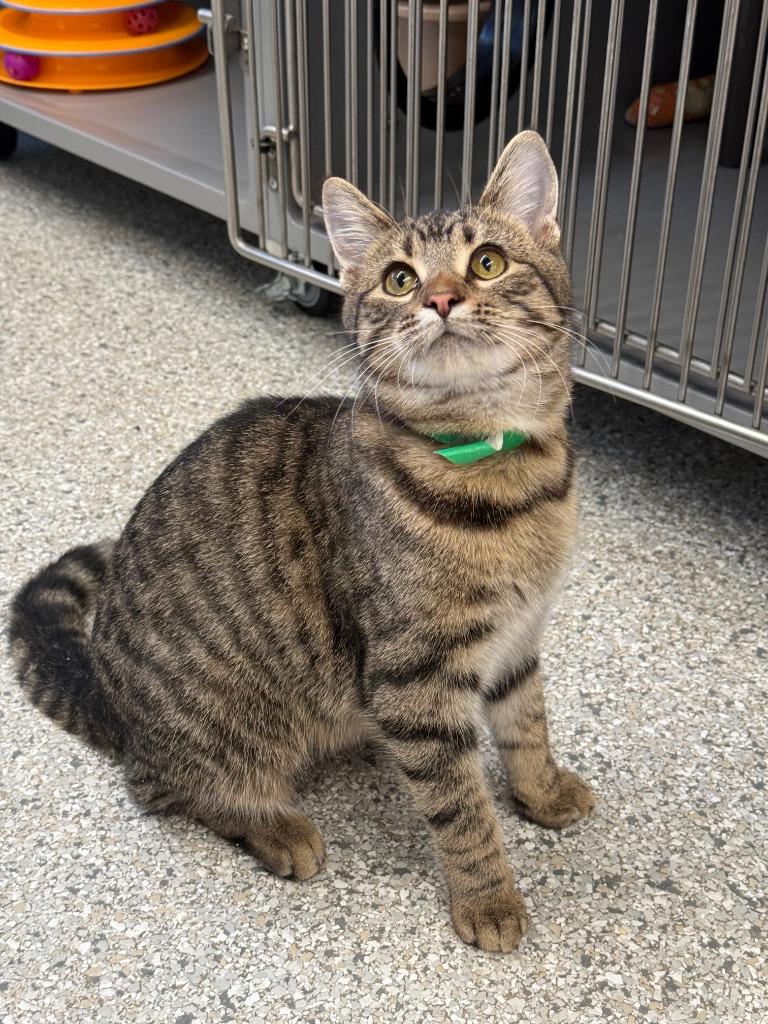 Carmalita, a Adoptable mixed breed in Viroqua, WI image 2/5