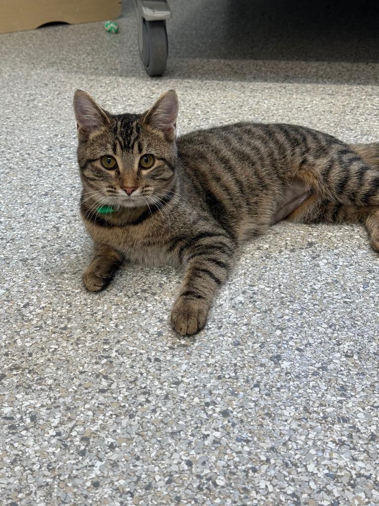 Carmalita, a Adoptable mixed breed in Viroqua, WI image 3/5