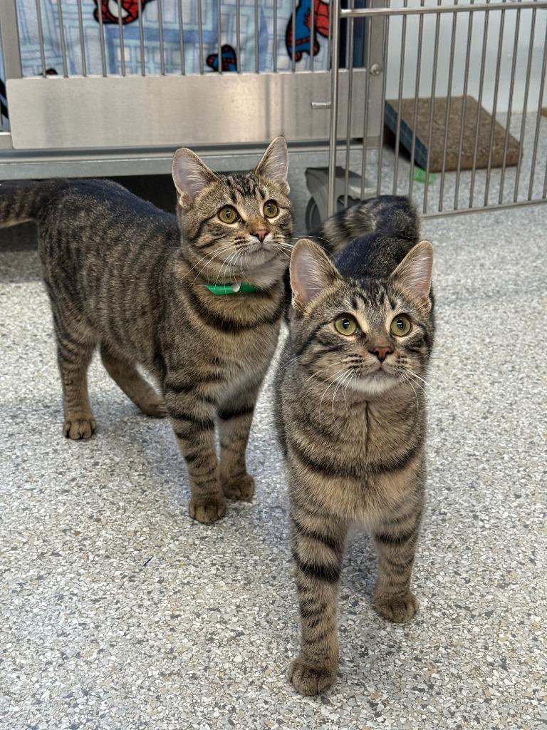 Carmalita, a Adoptable mixed breed in Viroqua, WI image 4/5