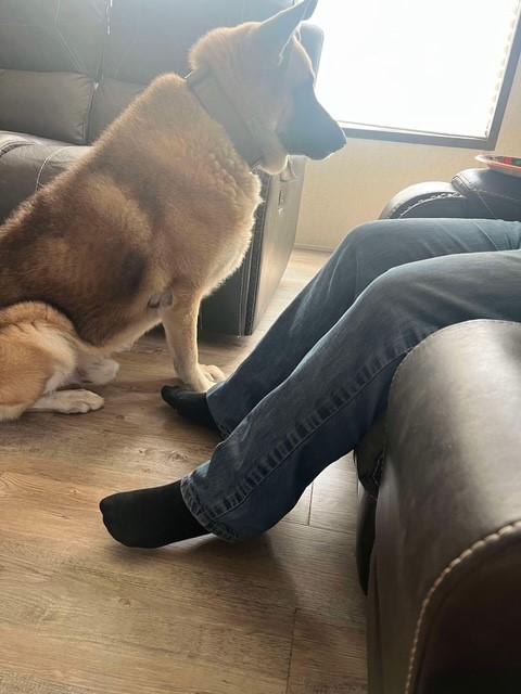 Enlarge Tryggr, a Adopted German Shepherd Dog in Refugio, TX image 5/6