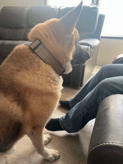 Enlarge Tryggr, a Adopted German Shepherd Dog in Refugio, TX image 6/6