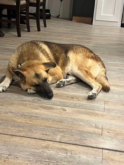 Enlarge Tryggr, a Adopted German Shepherd Dog in Refugio, TX image 3/6