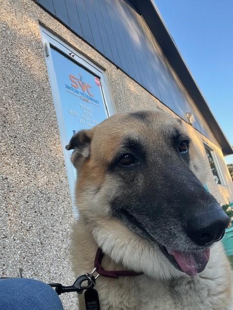 Enlarge Tryggr, a Adopted German Shepherd Dog in Refugio, TX image 4/6