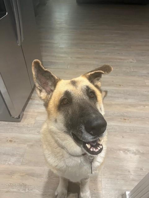 Enlarge Tryggr, a Adopted German Shepherd Dog in Refugio, TX image 1/6