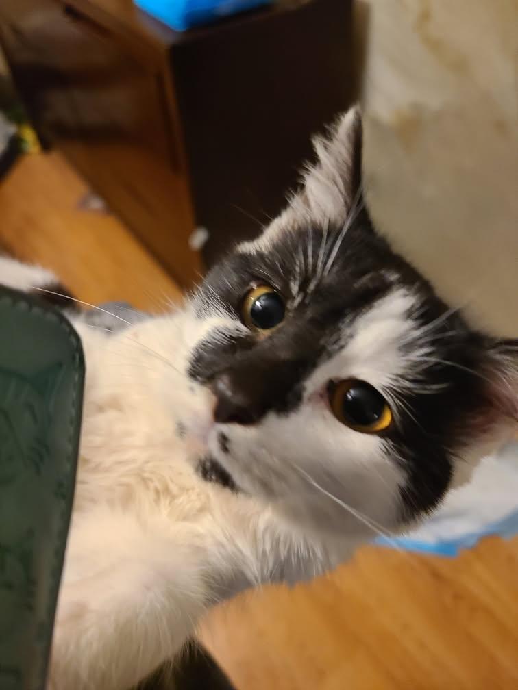 Aurora, Adopted, Young Female Domestic Short Hair.