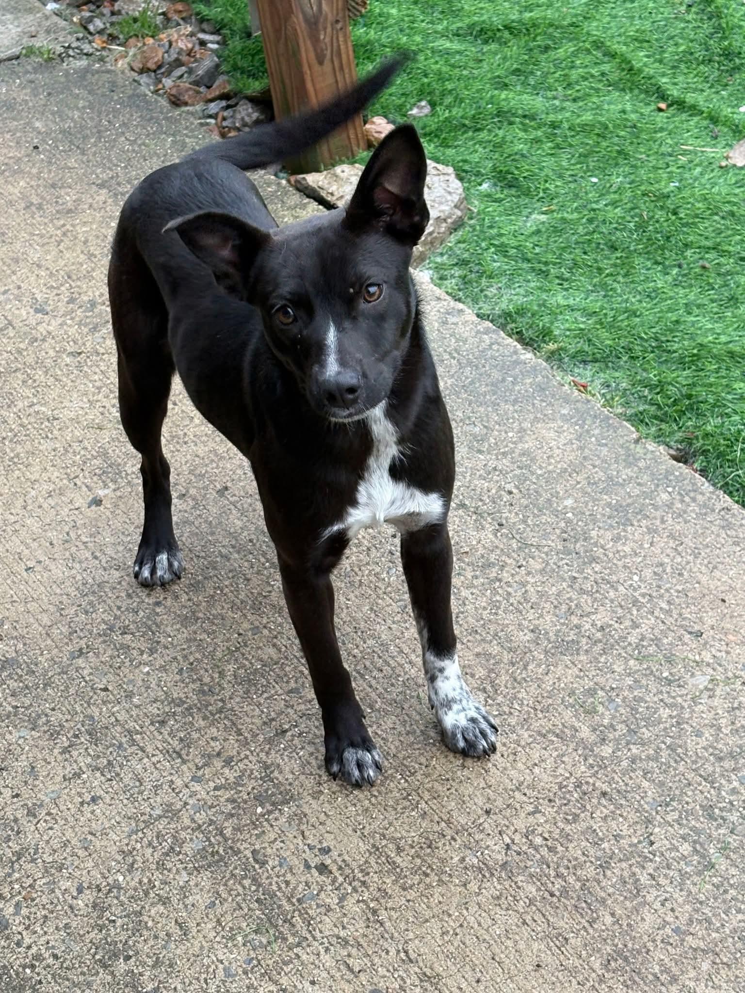 Dottie, ADOPTABLE, Young Female Hound.