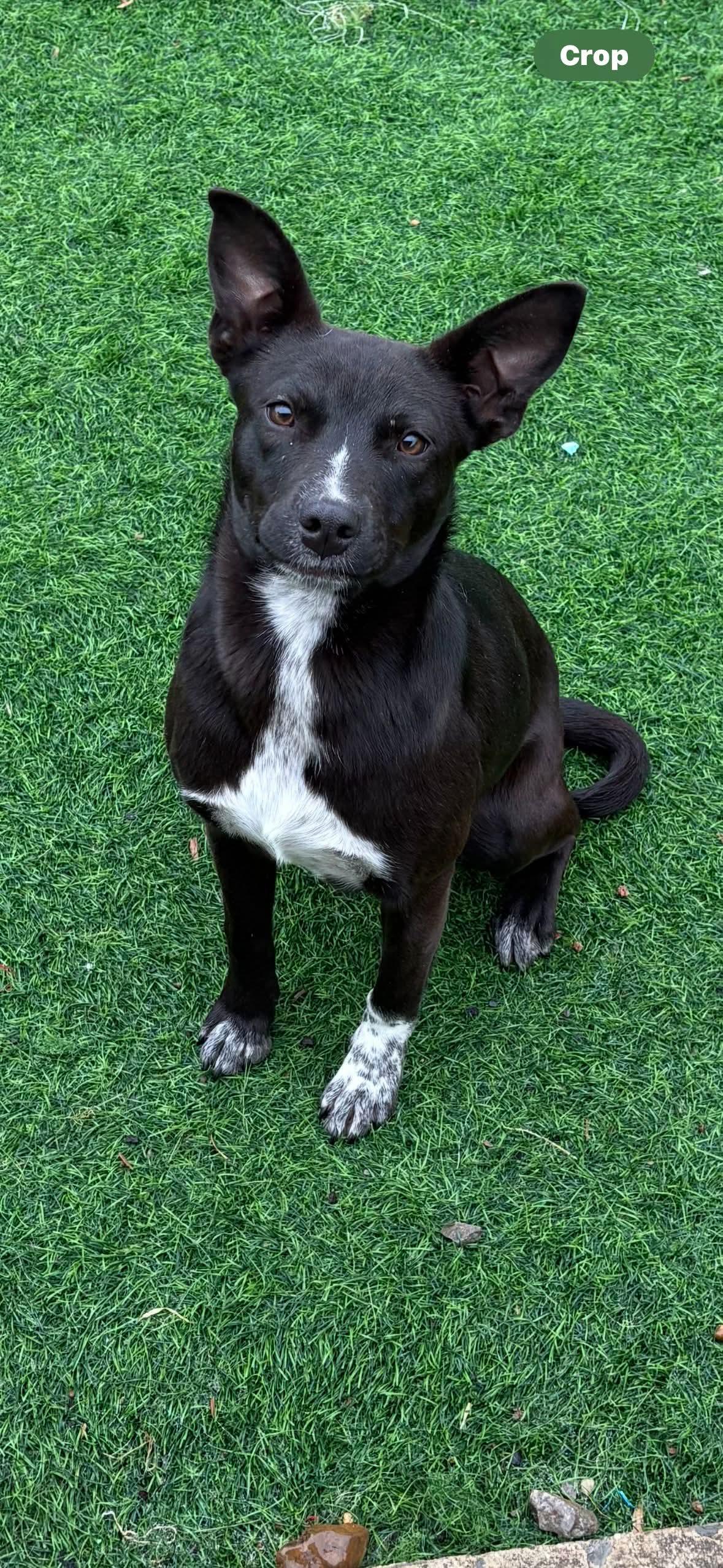 Enlarge Dottie, a other Hound in Shelbyville, TN image 2/2