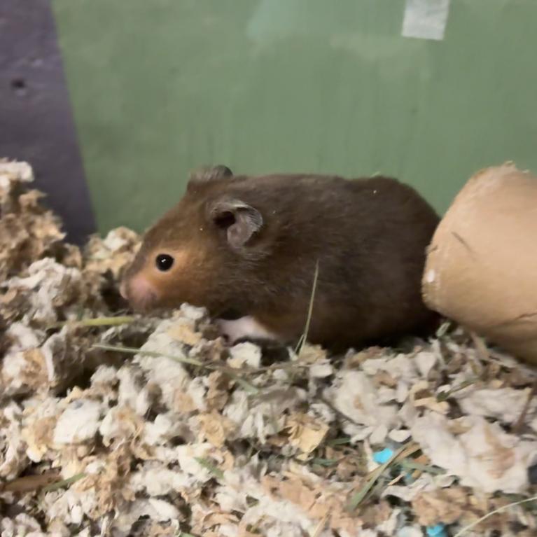 Joey, a Adoptable Hamster in Providence, RI image 1/6