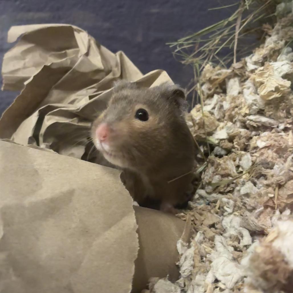 Joey, a Adoptable Hamster in Providence, RI image 2/6