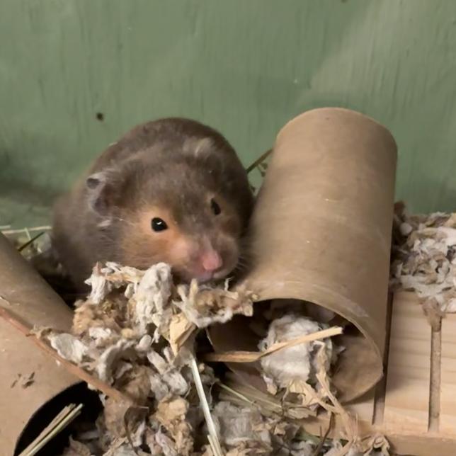 Joey, a Adoptable Hamster in Providence, RI image 3/6