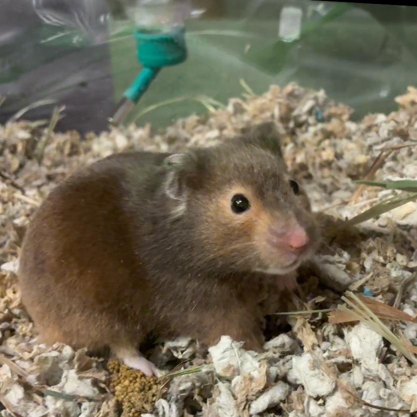 Joey, a Adoptable Hamster in Providence, RI image 4/6