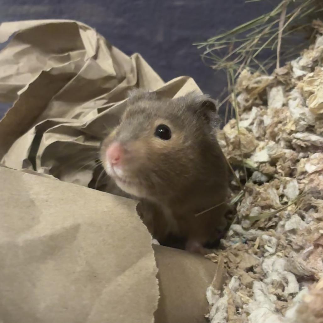 Joey, a Adoptable Hamster in Providence, RI image 5/6