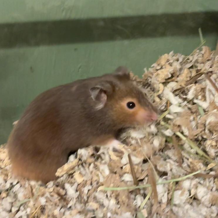 Joey, a Adoptable Hamster in Providence, RI image 6/6