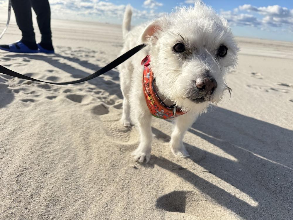 Luke, Adoptable, Senior Male Terrier & West Highland White Terrier / Westie.