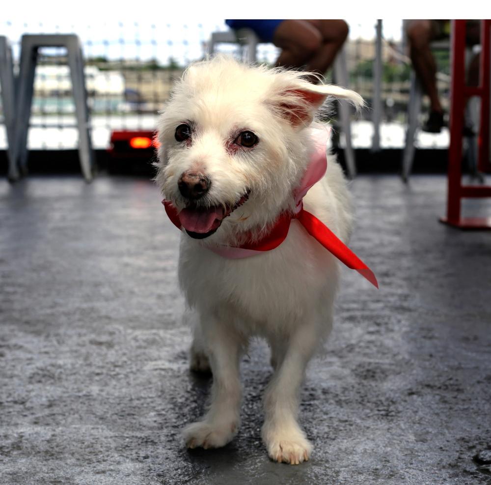 Enlarge Luke, a Adoptable mixed breed in New York, NY image 2/6