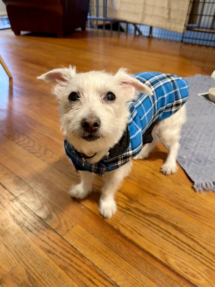 Enlarge Luke, a Adoptable mixed breed in New York, NY image 3/6