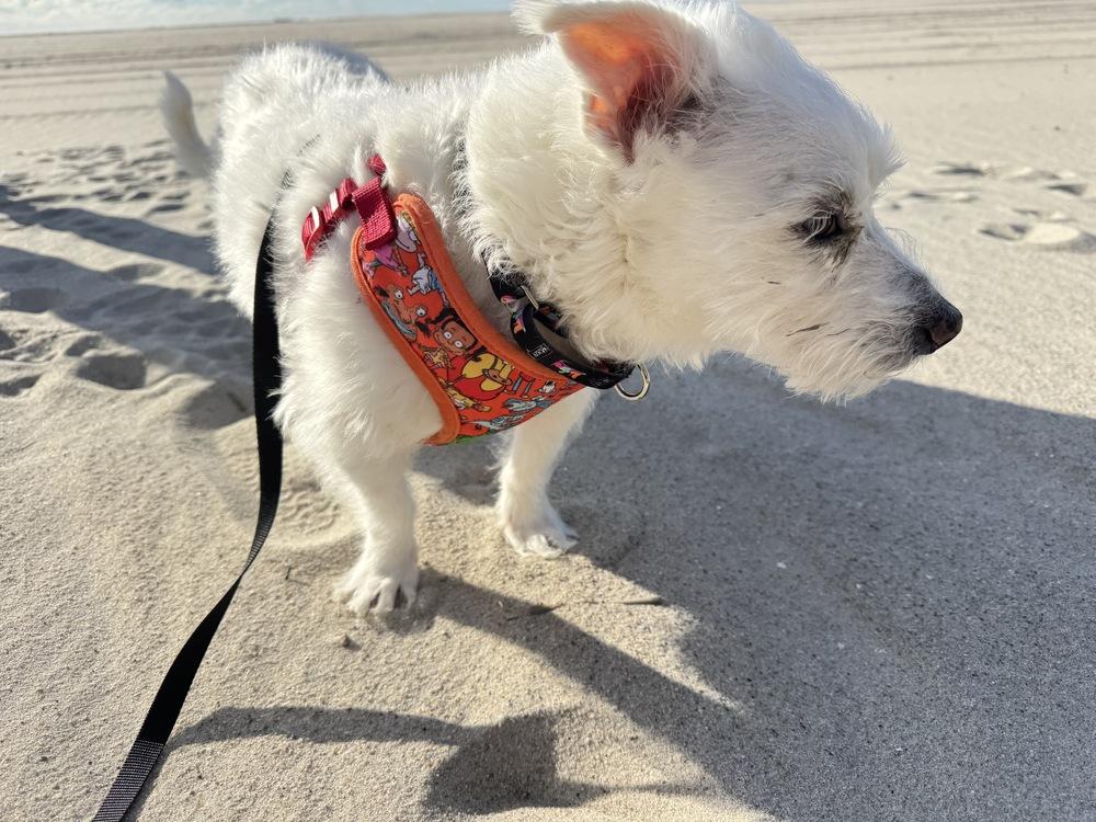 Enlarge Luke, a Adoptable mixed breed in New York, NY image 4/6