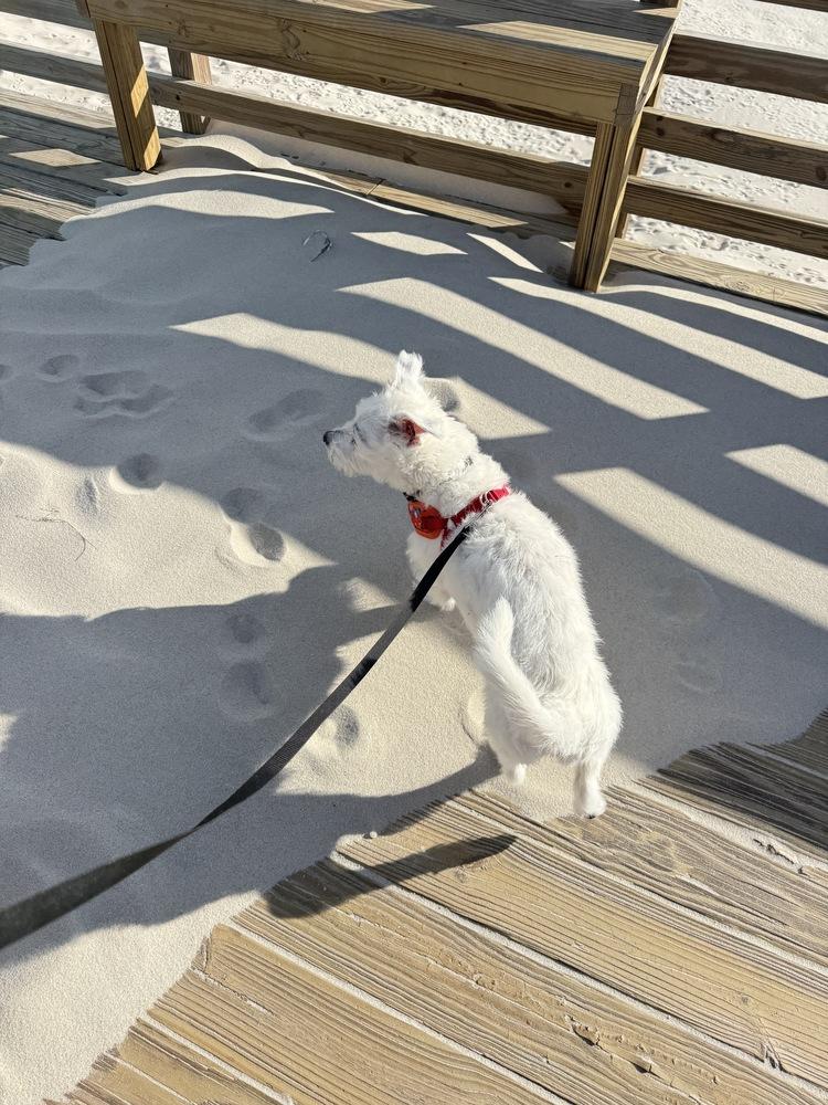 Enlarge Luke, a Adoptable mixed breed in New York, NY image 5/6