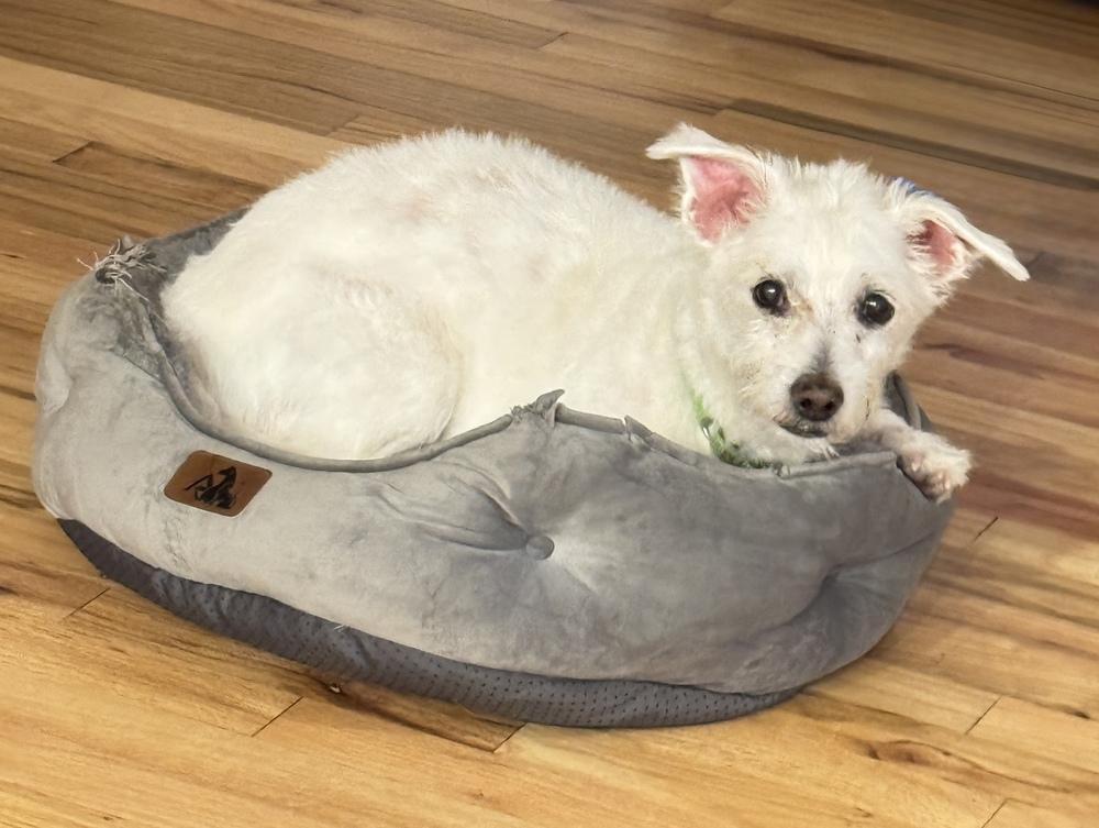 Enlarge Luke, a Adoptable mixed breed in New York, NY image 6/6