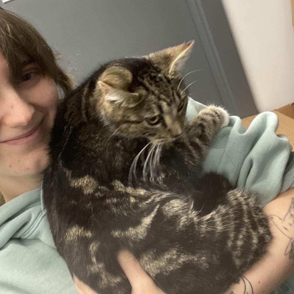 Joanna, Adoptable, Adult Female Domestic Short Hair.