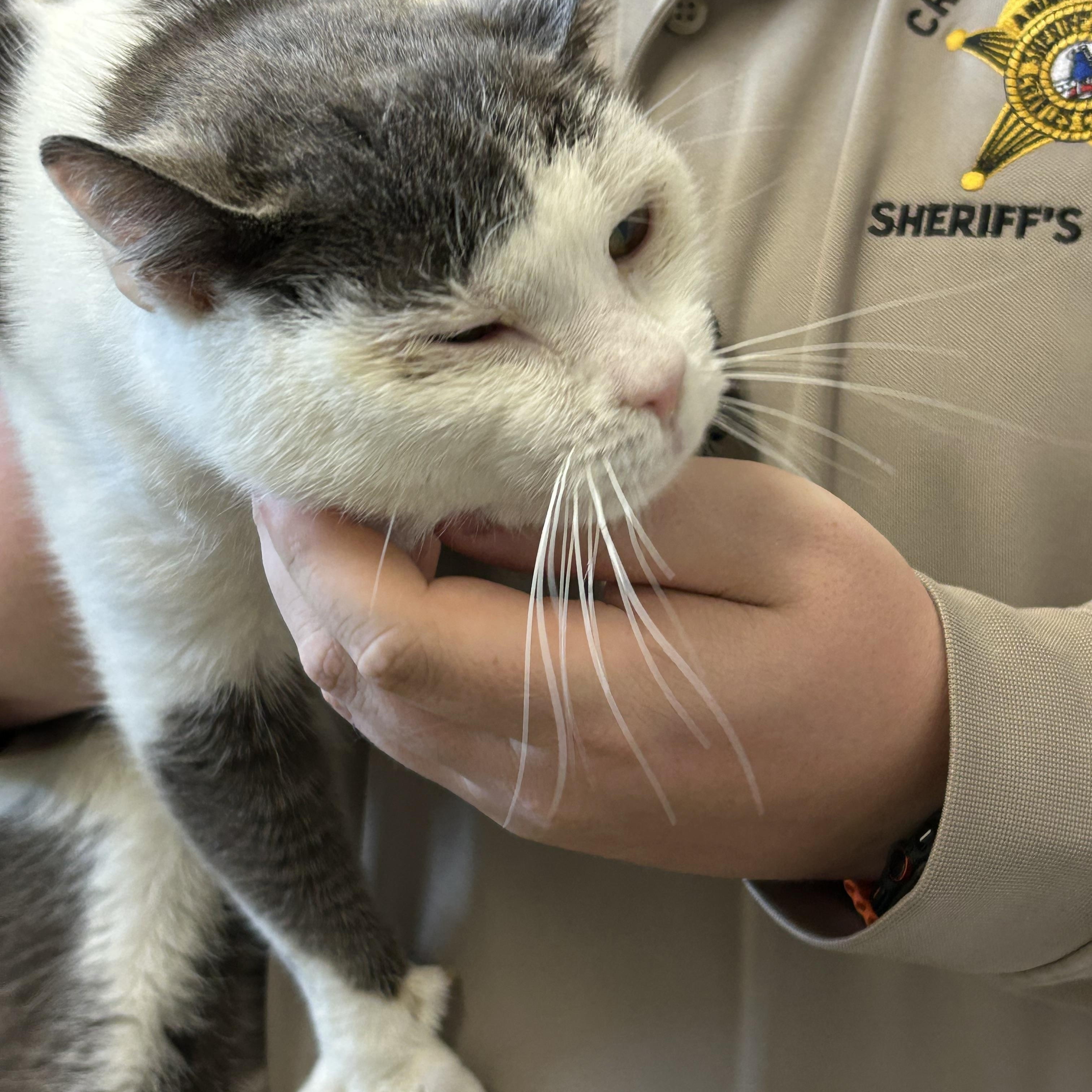Roger, ADOPTABLE, Adult Male Domestic Short Hair.