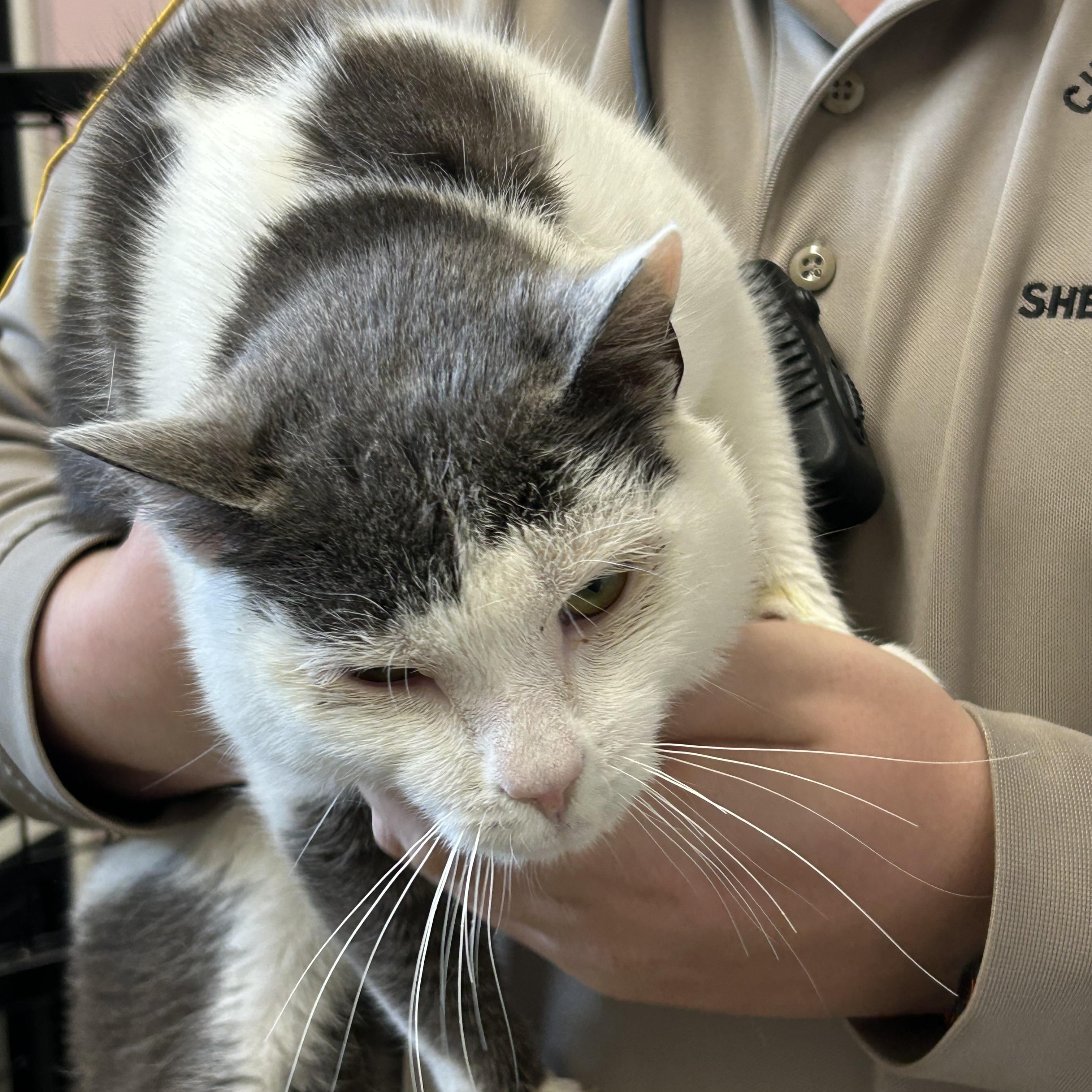 Enlarge Roger, a ADOPTABLE Domestic Short Hair in Charles City, VA image 2/4