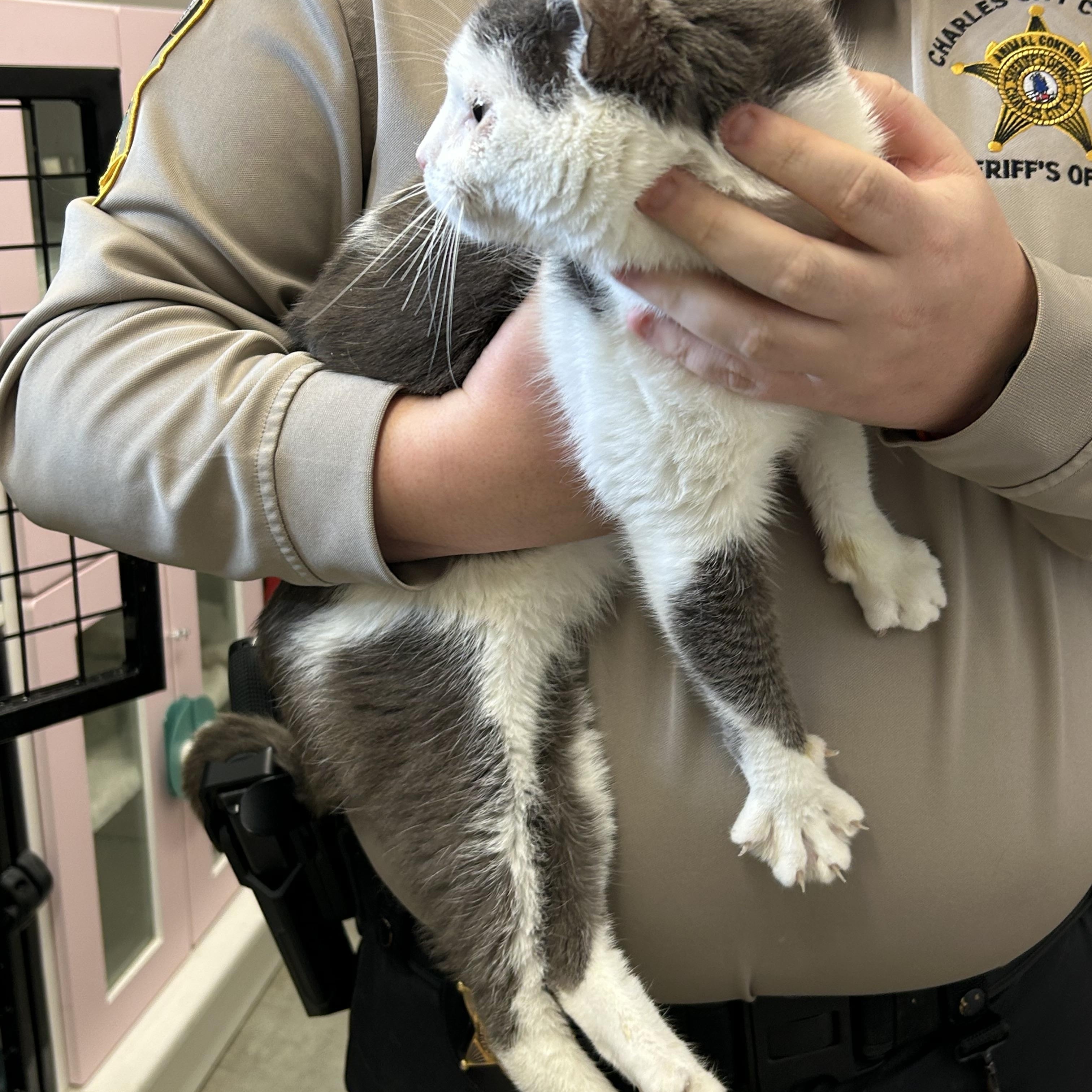 Enlarge Roger, a ADOPTABLE Domestic Short Hair in Charles City, VA image 4/4