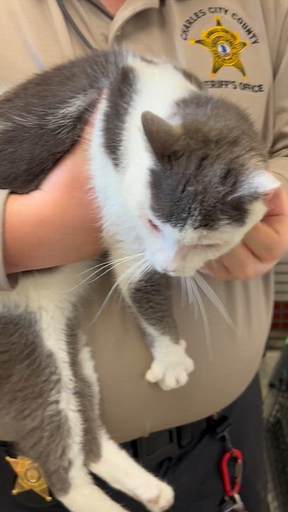 Enlarge Roger, a ADOPTABLE Domestic Short Hair in Charles City, VA video 3/4