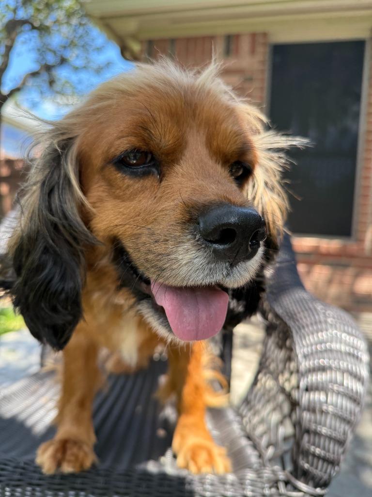 Symphony, a Adoptable Cocker Spaniel in Austin, TX image 1/4