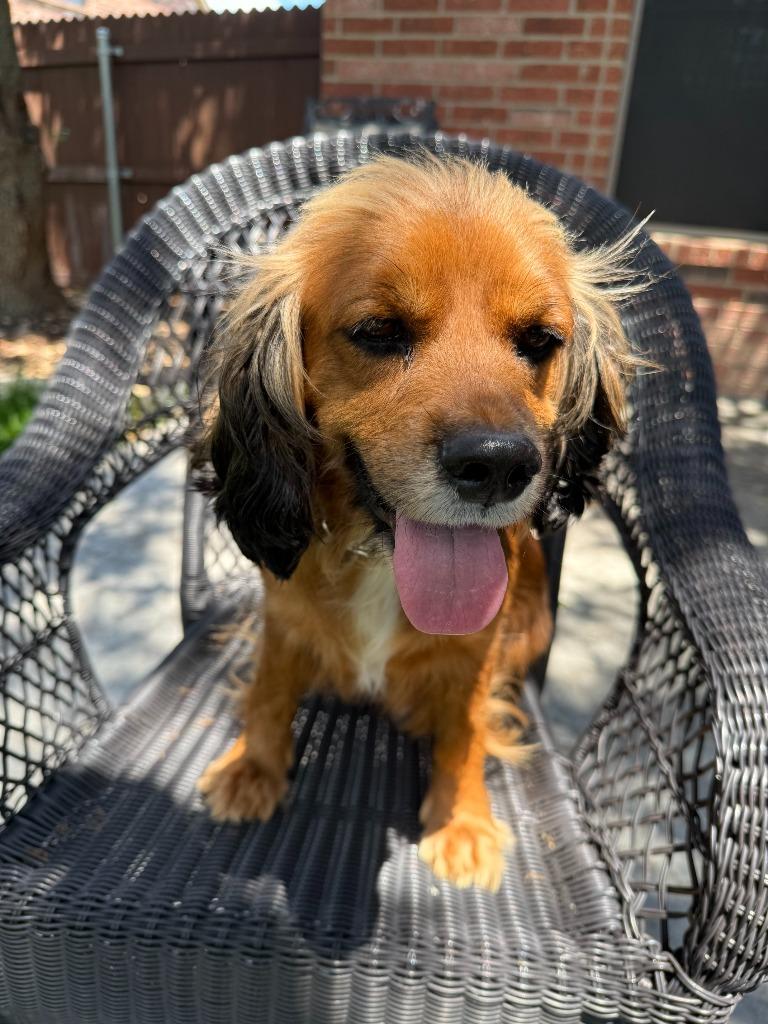 Symphony, a Adoptable Cocker Spaniel in Austin, TX image 2/4
