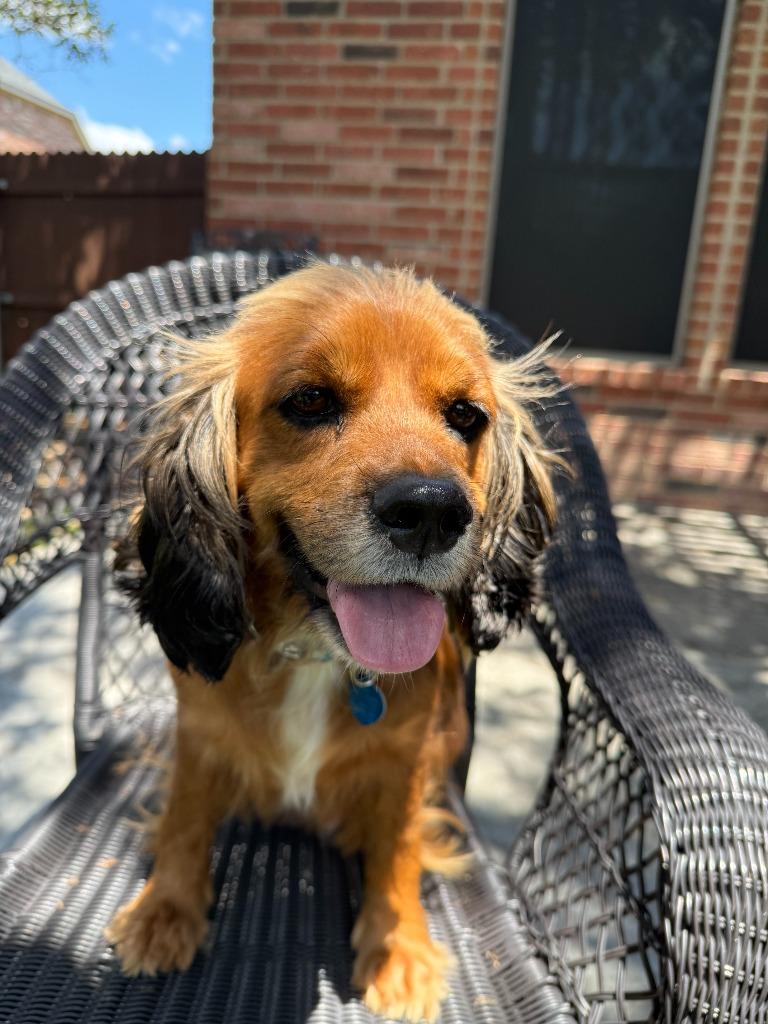 Symphony, a Adoptable Cocker Spaniel in Austin, TX image 3/4