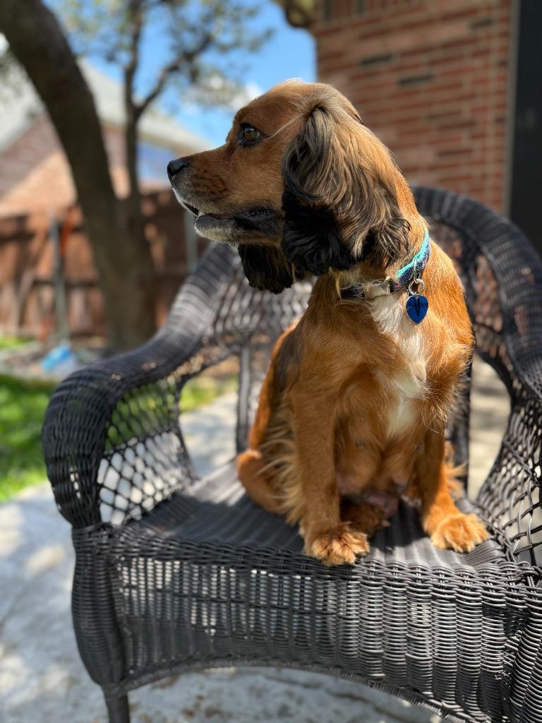 Symphony, a Adoptable Cocker Spaniel in Austin, TX image 4/4