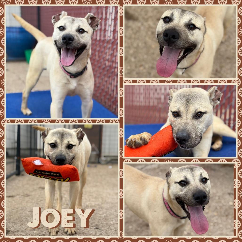 Joey, Adoptable, Adult Male Anatolian Shepherd & Mixed Breed.