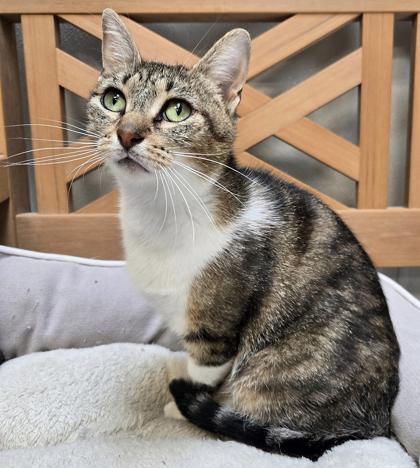 Mama Mia (FIV+), Adoptable, Young Female Domestic Short Hair.