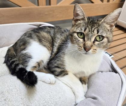 Enlarge Mama Mia (FIV+), a Adoptable mixed breed in Tinley Park, IL image 2/2