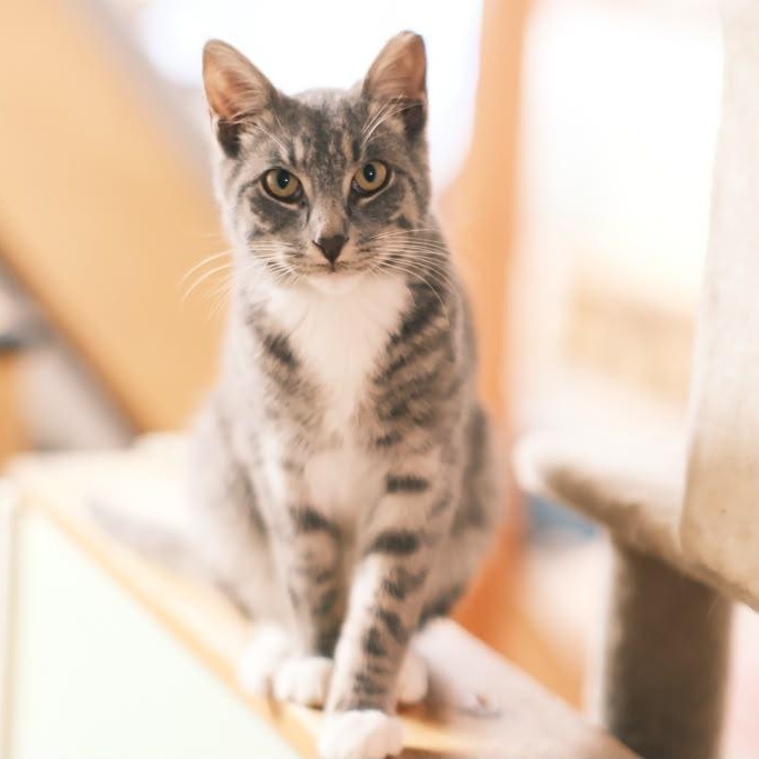 Enlarge Jackpot, a ADOPTABLE Domestic Short Hair in South Ozone Park, NY image 3/6