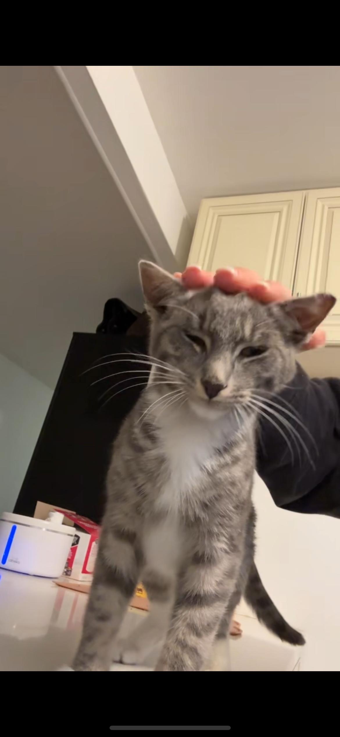 Enlarge Jackpot, a ADOPTABLE Domestic Short Hair in South Ozone Park, NY image 2/5